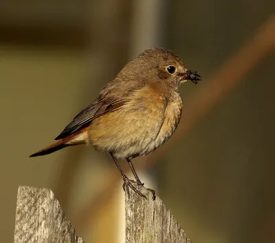 Горихвостка краснобрюхая (Phoenicurus erythrogaster). Фотогалерея птиц.  Фотографии птиц России, Беларуси, Украины, Казахстана, Таджикистана,  Азербайджана.