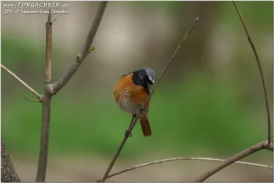 Фотография Обыкновенная горихвостка (Phoenicurus phoenicurus) Кавказские  Минеральные Воды, Россия | Фотобанк ГеоФото/GeoPhoto | GetImages Group