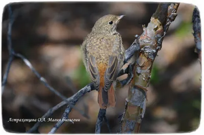 Горихвостка обыкновенная Phoenicurus phoenicurus Common Redstart