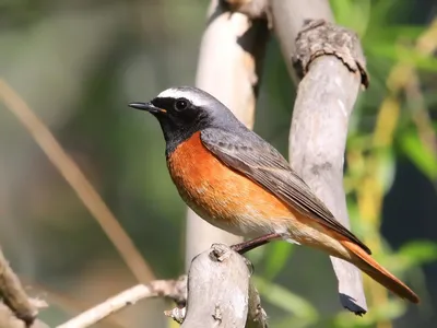 ФотоБлог Торгачкин Игорь Петрович © Igor Torgachkin: Горихвостка садовая /  Phoenicurus phoenicurus / Redstart