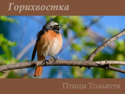 Redstart in the swallow's nest - YouTube