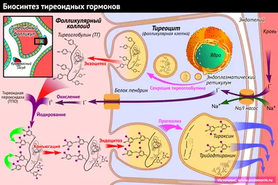 Гормон | New-Science.ru