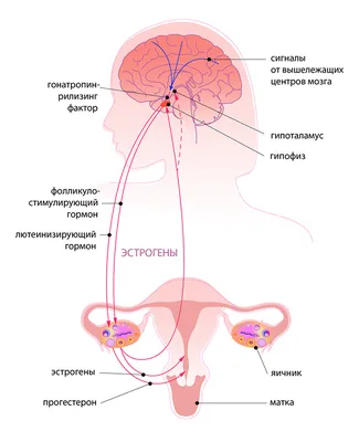 Гормональные механизмы старения: влияние гормонов на функционирование  организма