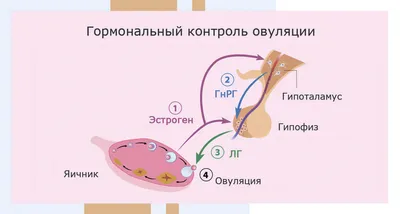 Книга Кто в теле хозяин: я или гормоны? По следам всемогущих сигнальных  веществ - купить спорта, красоты и здоровья в интернет-магазинах, цены на  Мегамаркет |