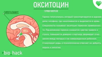 Иллюстрация 33 из 33 для Это все гормоны! Зачем нашему телу скрытые  механизмы и как с ними поладить - Елена Березовская | Лабиринт - книги.  Источник: Марина