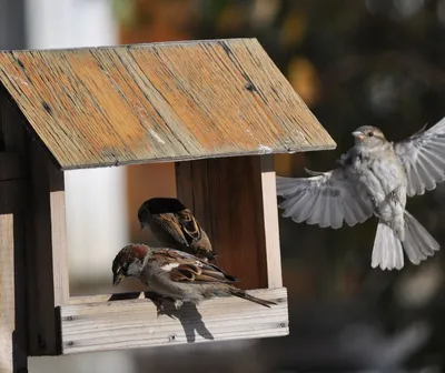 10 обычных городских птиц, которых вы могли не замечать | Птицы в большом  городе | Дзен