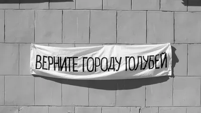 Голубь Серый. Красивые Голубь Крупным Планом. Городские Птицы. Голуби  Церкви. Высоты Птичьего. Фотография, картинки, изображения и  сток-фотография без роялти. Image 66126855