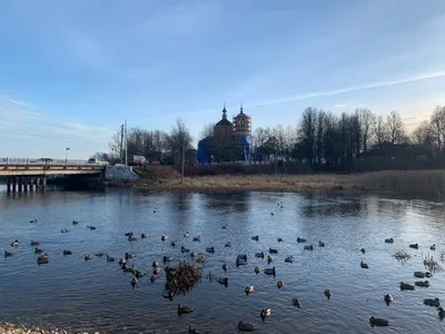 В Тверской области сняли видео, как аисты строят гнездо | ТОП Тверь новости