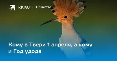 300 пар чаек по угрозой: орнитологи в Твери пытаются спасти от гибели  озерных пернатых - «Экология России»