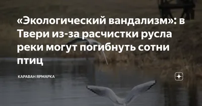 Каких хищных птиц можно встретить в Москве