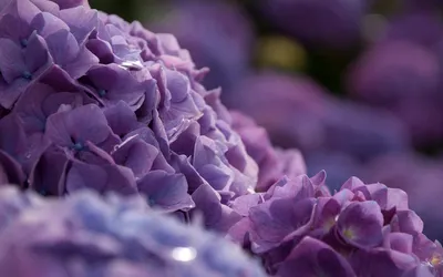 Изображение гортензии: нежность и красота в одном цветке