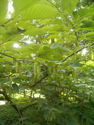 Высокое дерево Граб на изображении