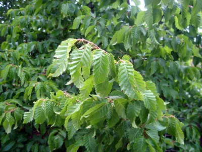 Фотография Граб среди зеленой листвы