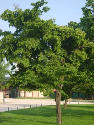 Изображение дерева Граб в формате PNG