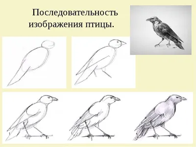 Раскраска Грач 🖍. Раскрашиваем любимыми цветами бесплатно и с улыбкой 👍