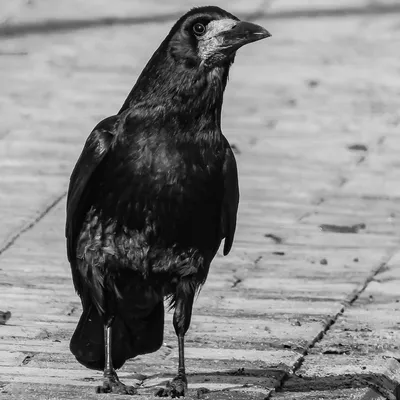 PHOTOS/aves/21 PASSERIFORMES CORVIDAE Corvus  frugilegus/bird_apart_Corvus_frugilegus200912121146-2