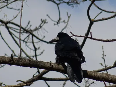 Фотография Грач (Corvus frugilegus) Россия | Фотобанк ГеоФото/GeoPhoto |  GetImages Group