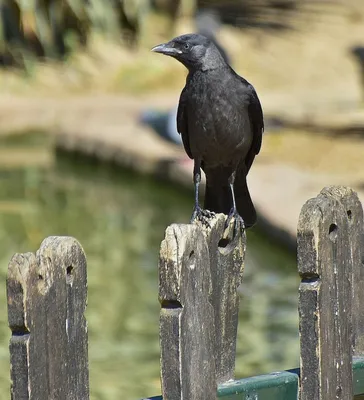 Фотография Грач (Corvus frugilegus) Колония. Волгоградская область |  Фотобанк ГеоФото/GeoPhoto | GetImages Group