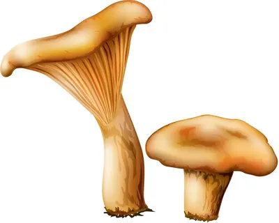 Cantharellus cibarius, Лисичка обыкновенная