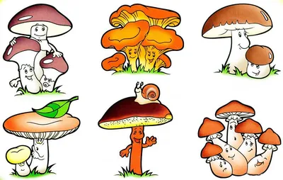 The studied mushrooms. Names of fungi. Poems about mushrooms for the  children - YouTube