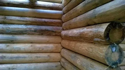 Грибок в деревянном доме фото фотографии