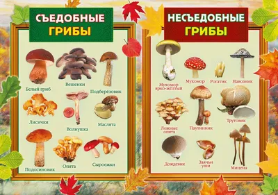 The studied mushrooms. Names of fungi. Poems about mushrooms for the  children - YouTube