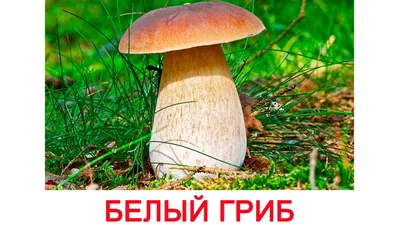 Роскачество предупредило об опасности грибов для детей – Новости ритейла и  розничной торговли | Retail.ru