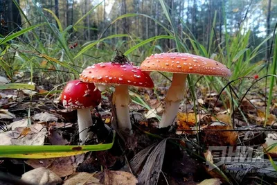 https://ru.pngtree.com/freepng/mushrooms-set-mushroom-russula-amanita_8735709.html