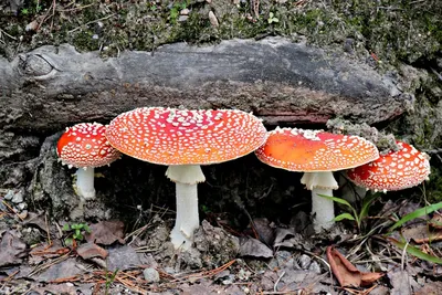Картинки грибов (100 фото)