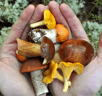 Токсиколог рассказал, как отличить по внешнему виду ядовитые грибы