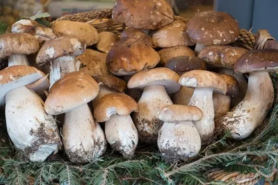 Где, как и какие грибы лучше собирать в Ростовской области в сентябре 2020  года - 4 сентября 2020 - 161.ru