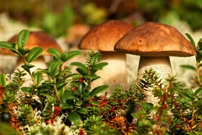 Грибы съедобные и ядовитые. Описания и виды грибов с фото. | Грибы, Рисунки  грибов, Бледная поганка