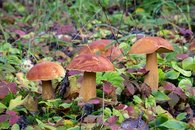 Какие грибы собирать и как не отравиться - съедобные и несъедобные -  основные отличия и фото - грибной сезон в Украине