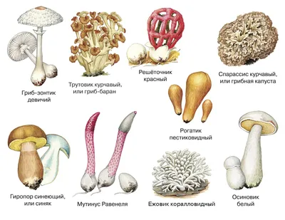 Съедобные грибы в России: названия, описание, внешний вид, фото, где  растут: Природа: Моя страна: Lenta.ru
