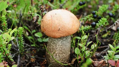 Удивительные съедобные грибы, известные как Enokitake Стоковое Фото -  изображение насчитывающей взорвать, съестно: 164256204