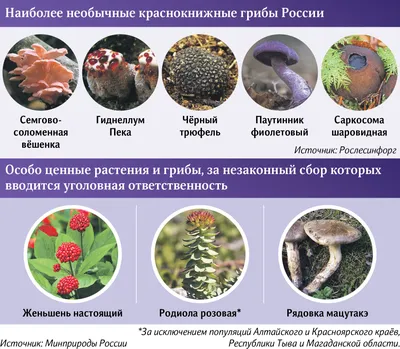 Маслята: описание грибов, виды, где растут, съедобность, фото в лесу