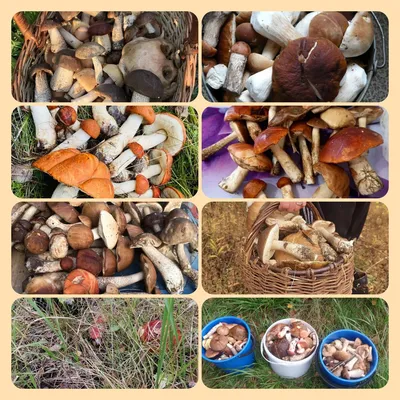 Таежные грибы (53 фото) - 53 фото