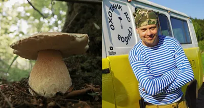 Ежовик гребенчатый и еще 9 удивительных съедобных грибов, которые растут в  России