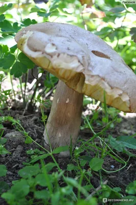 Грибы Mushroom Луговые Шампиньоны - Бесплатное фото на Pixabay - Pixabay