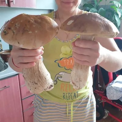 Как правильно готовить грибы и можно ли их есть сырыми? — читать на  Gastronom.ru