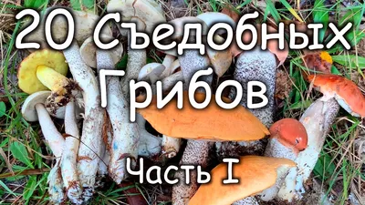 Грибы Боровик ( белый гриб) - «Белый гриб, как искусство и с различными  вариациями. Расскажу все подробности о съедобном грибе и его ближайшем  ложном представителе. Как их отличить? А вы видели когда