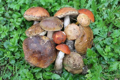 Выращивание грибов на даче - ulvovi.info
