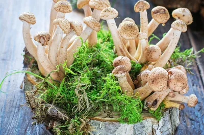 Как вырастить грибы на садовом участке - Лайфхакер