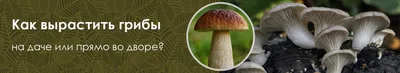 Советы \"РГ\": Как вырастить грибы на собственном огороде - Российская газета