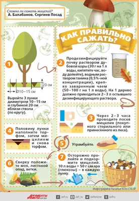 Как вырастить лесные грибы из мицелия на своей даче: советы, инструкции -  KP.RU