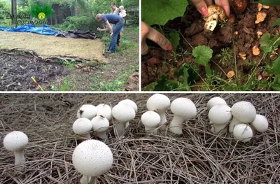 Растим белые. Можно ли посадить королевский гриб на даче? | Сад | Дача |  Аргументы и Факты