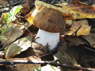 Лесные грибы на даче | Пикабу