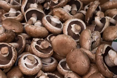 Шампиньоны: как вырастить грибы из зернового мицелия