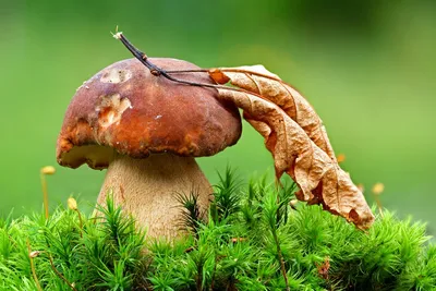 BB.lv: Как вырастить грибы на даче