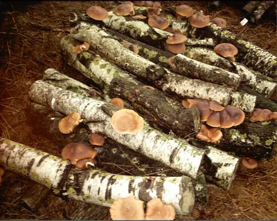 Fun mushrooms - грибы на даче 180uhy Вам всем по кг | Facebook